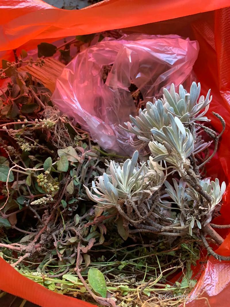 宝宝日常生活中常备的中草药