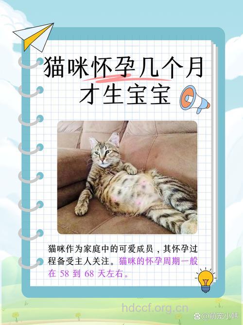 养猫的孕妇可能更易生男孩?