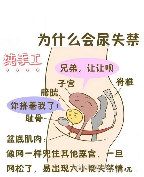 膀胱紧邻子宫 女性长期憋尿或不孕
