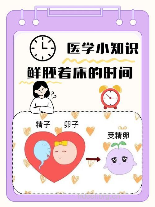 试管婴儿移植后几天着床的注意事项