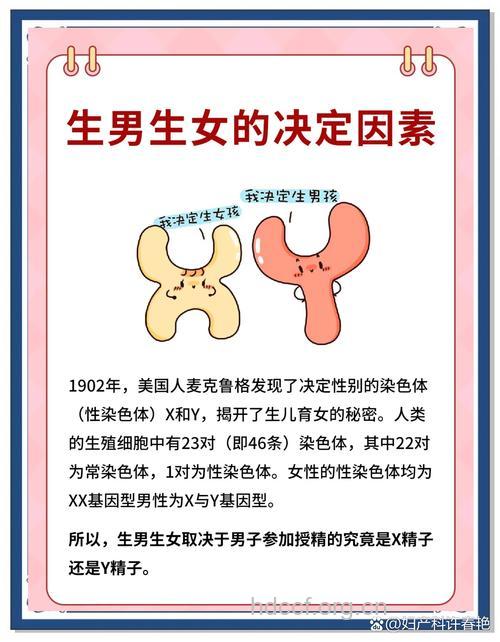 这些因素决定胎儿性别