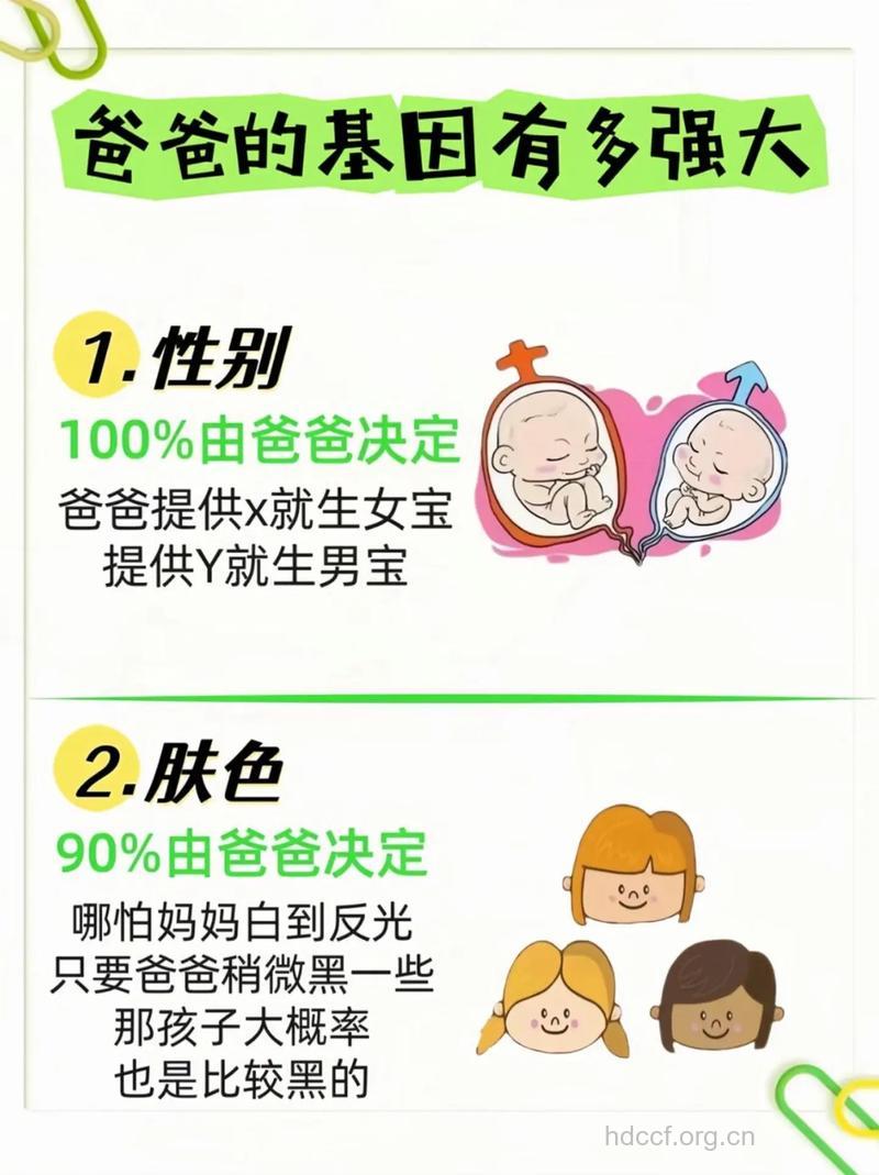 准爸爸的身体素质影响胎儿性别