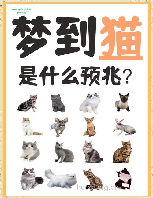 孕妇梦见猫是什么意思