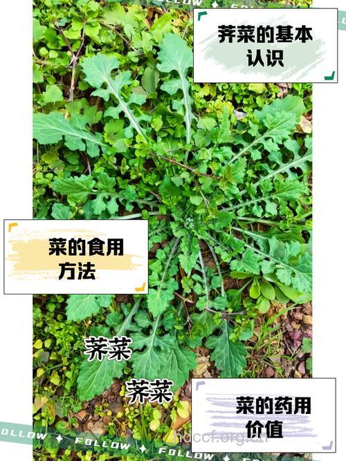 想生男孩多吃野菜靠谱吗