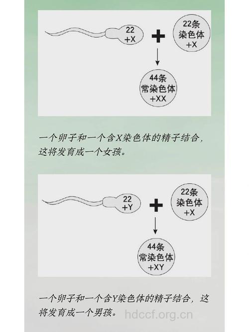 排卵日爱爱容易生男孩