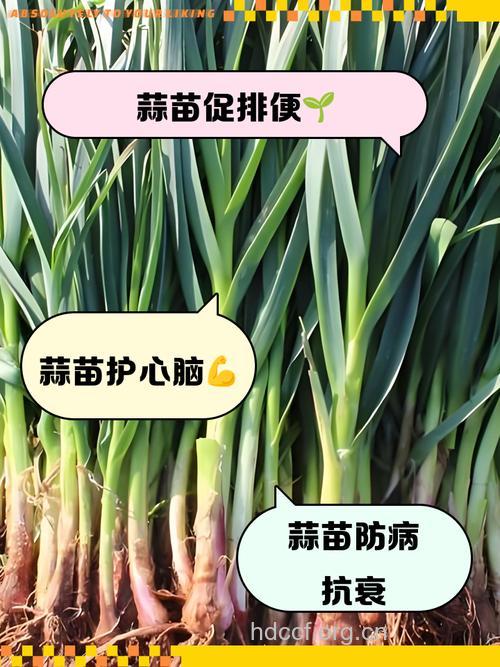 孕妇吃蒜苗好吗 蒜苗的营养价值