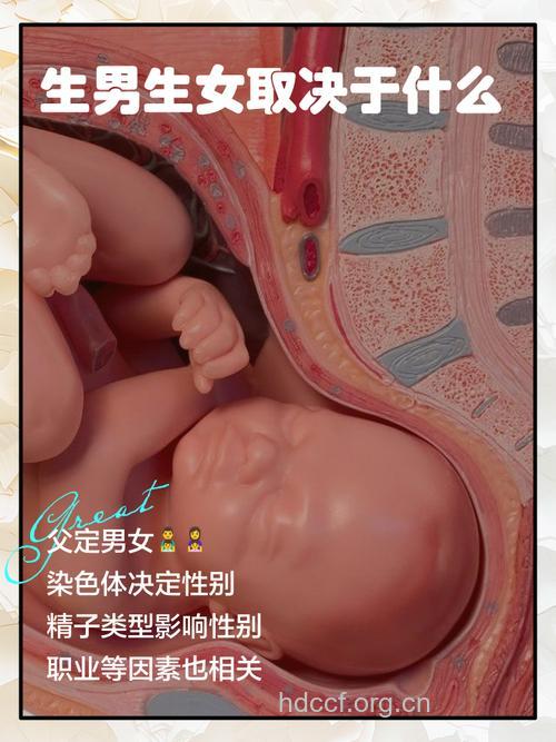 生男生女夫妻可定制