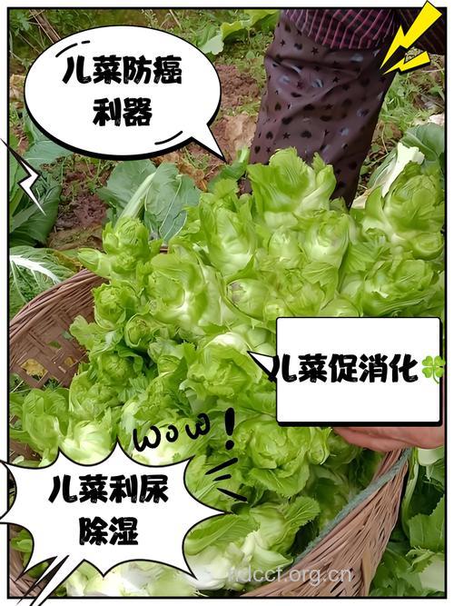 “偷菜”对胎儿有什么危害