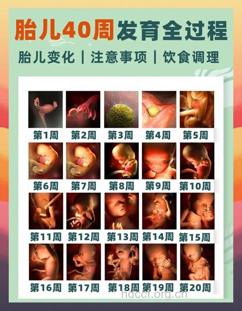 图示胎位 怀孕5周胎儿胎位图