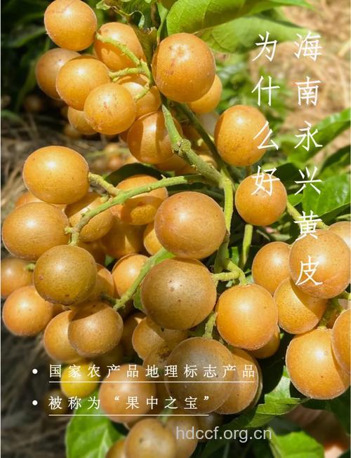 黄皮浑身是宝 孕妇可以吃吗