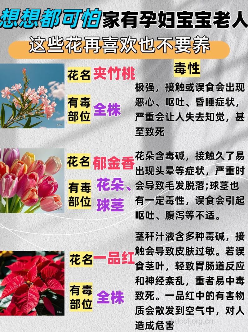 孕妈妈养胎 9种花碰不得