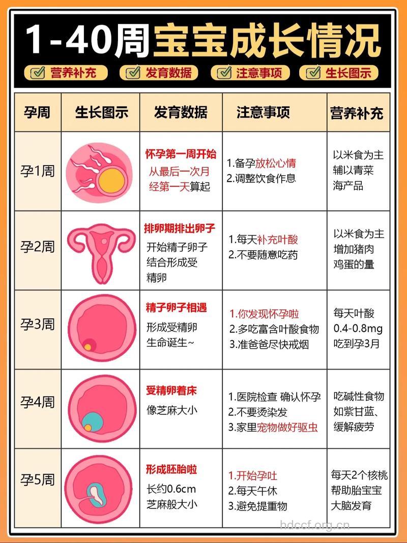 胚胎发育过程 受精卵是怎么成为小生命的