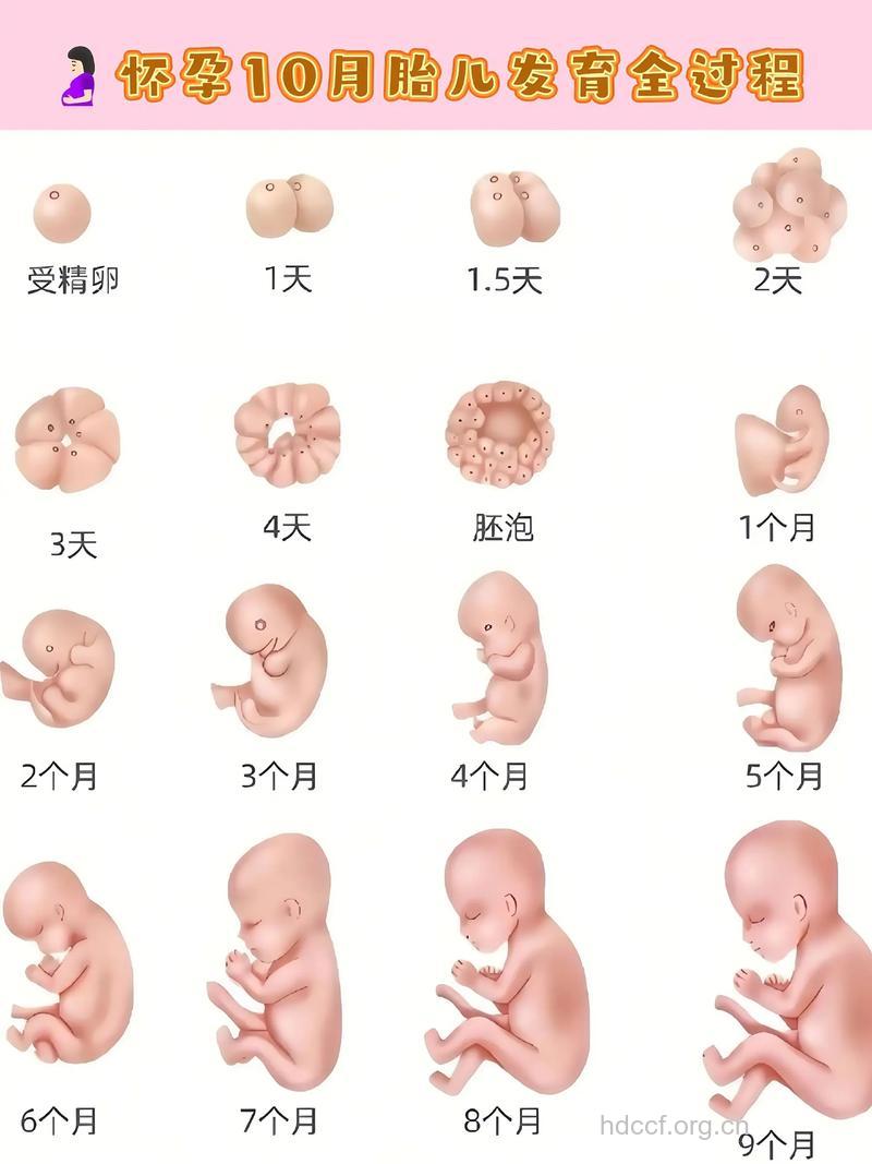 孕早期胎儿都有什么变化