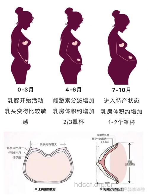 怀孕后胸部会有的三个变化
