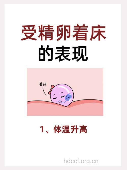 卵泡受精 卵泡受精着床有什么感觉