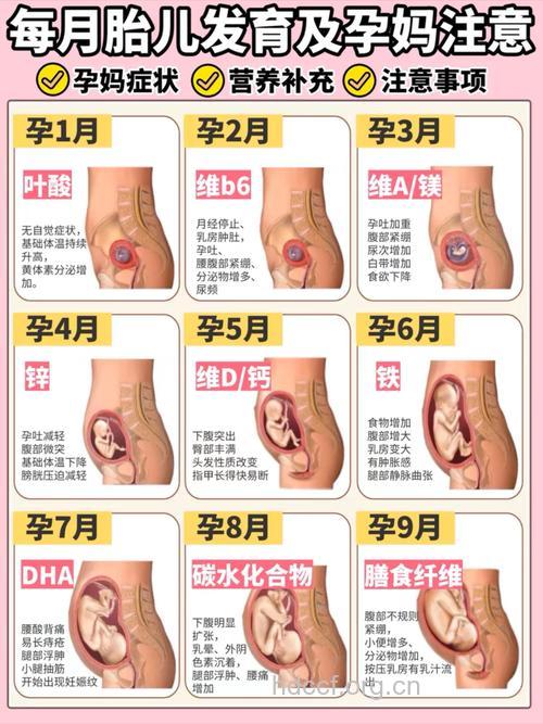 胎儿发育明显期 妈咪你知道吗