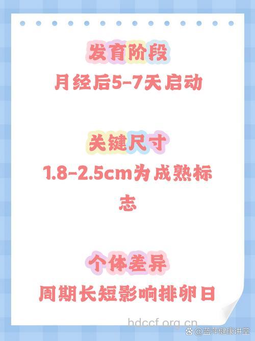 卵泡一般什么时候开始发育