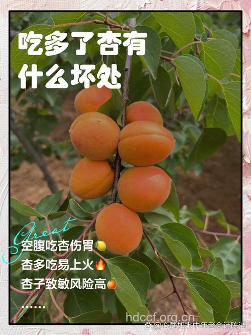 杏伤人 孕妇吃多了会流产