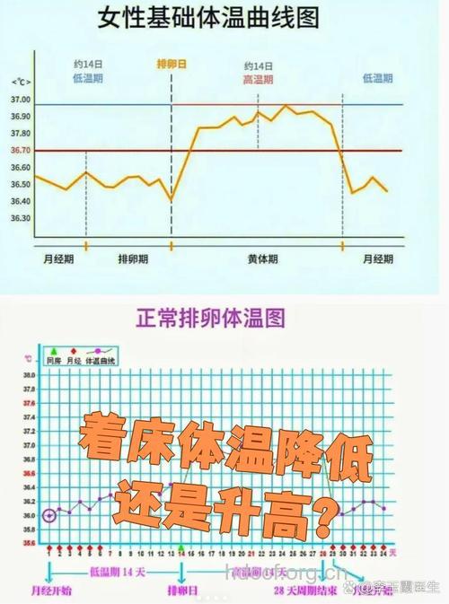 卵子着床降温多少 降温会持续几天