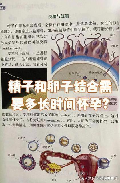 精子和卵子结合需要什么条件