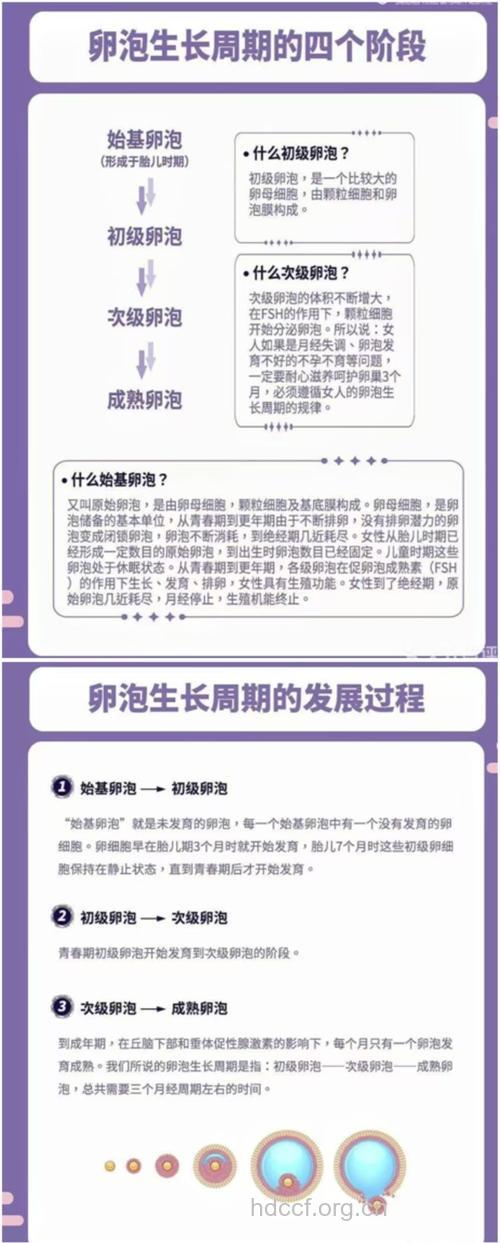 孕前知识 卵子是怎么形成的