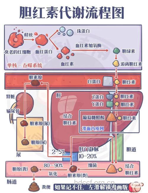 新生儿胆红素代谢有什么特点