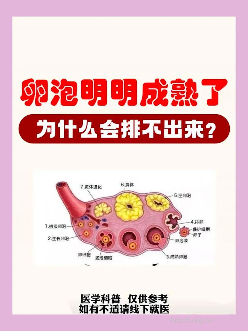 卵泡发育不好备孕难 卵泡发育不好怎么调理