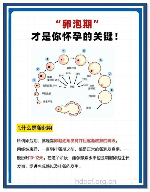备孕小常识 卵泡多大可以受孕