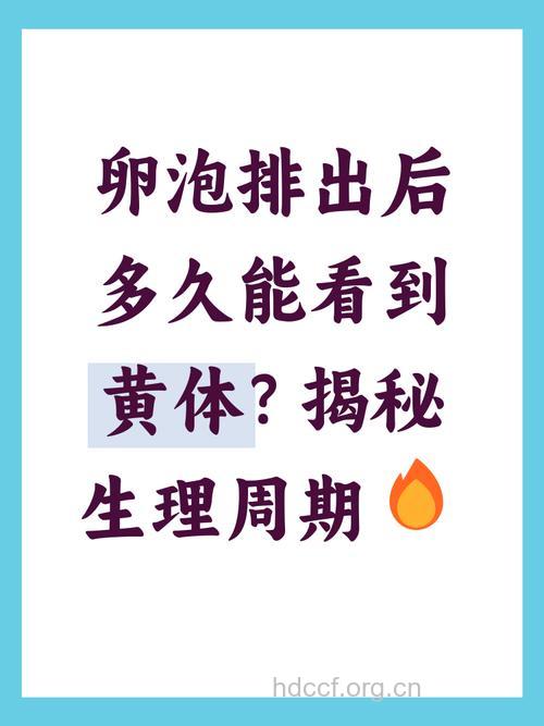 卵泡是什么 卵泡什么时候排出