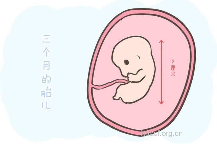 怀孕第3个月胎儿生长发育