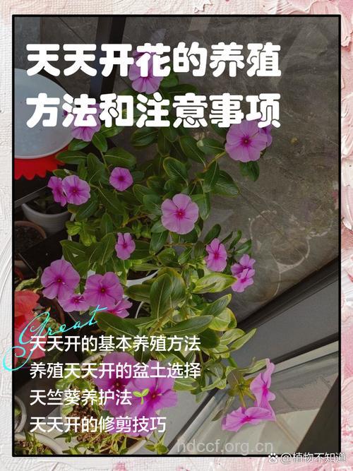 春季养花怡情 孕妇养花有道