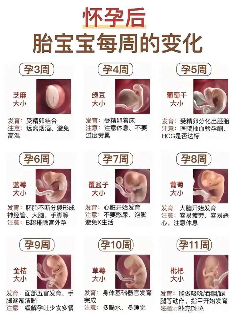怀孕1至12周胎儿发育