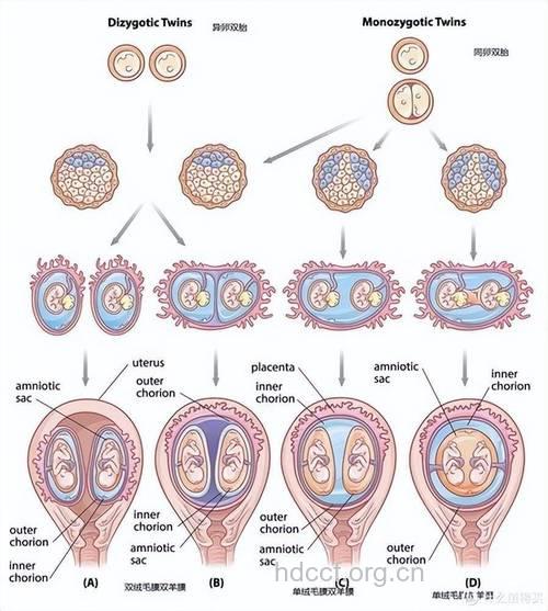 双胎儿发育过程图 双胞胎发育过程图