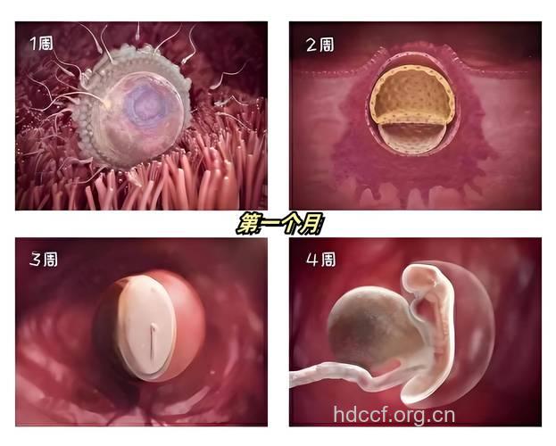 怀孕一个月胎儿图