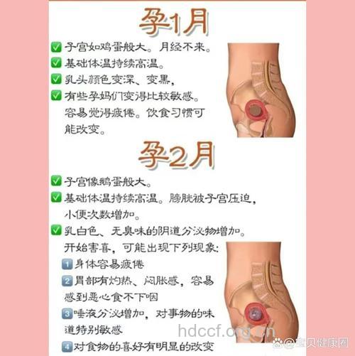 孕期子宫变化的10过程