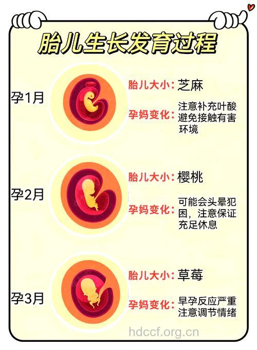 孕6月胎儿详细发育过程图