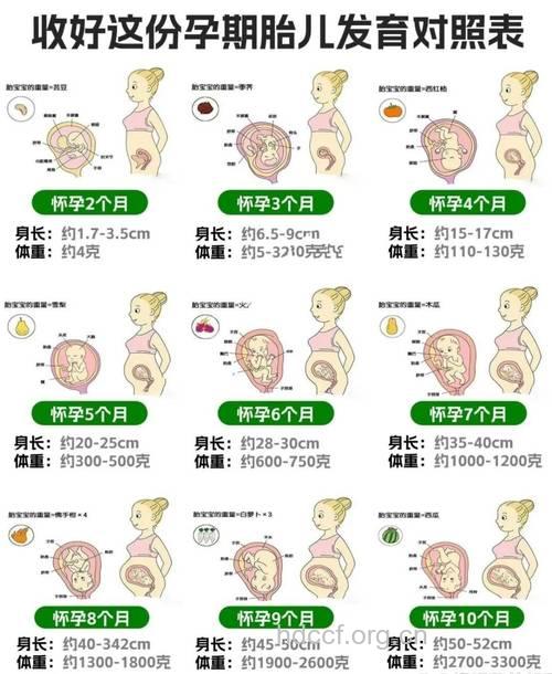 怀孕5个月胎儿详细发育过程