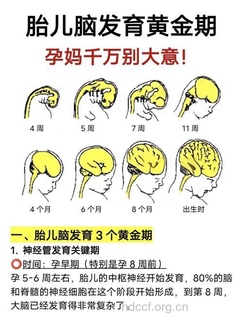 胎儿智力发育的三个关键期