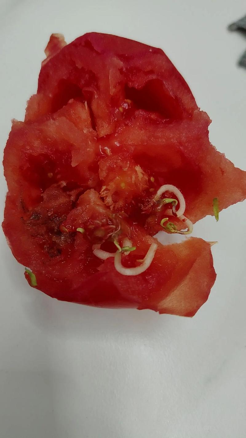 奇闻西红柿里既然长豆芽