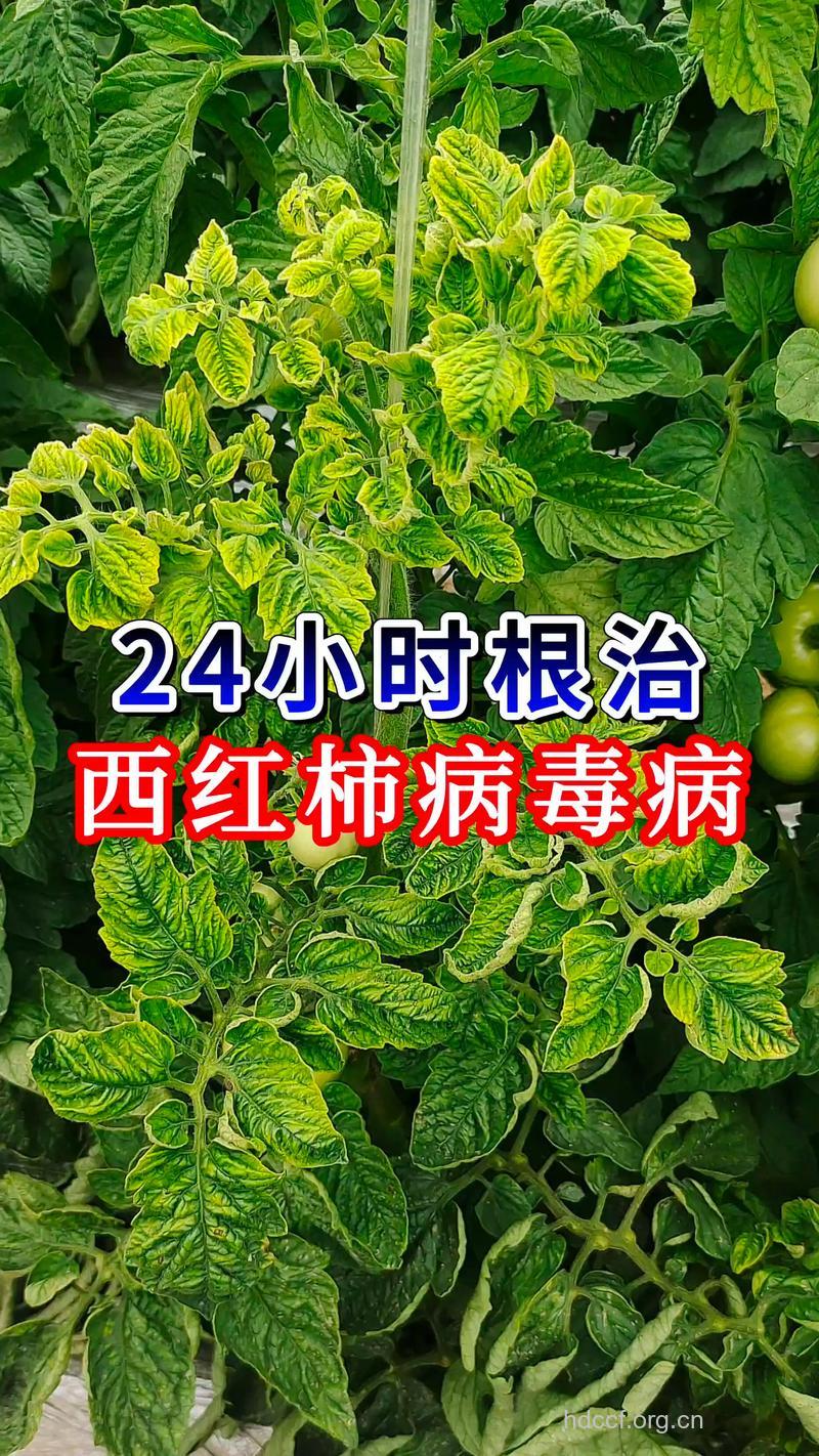 吃西红柿可以治疗十种病