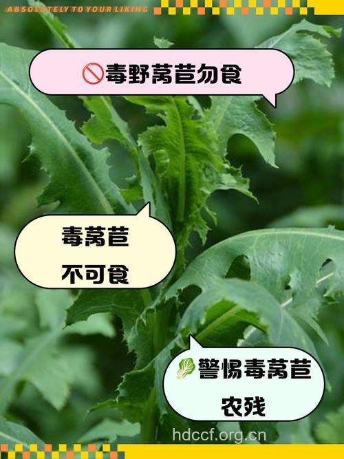 千万不能食用的十种毒菜