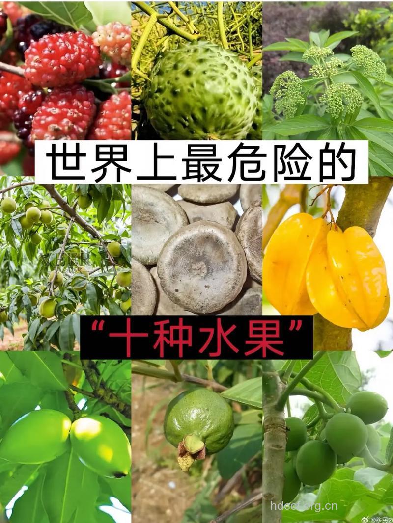 生活中常见的12种毒水果