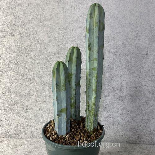 仙人掌可以防辐射吗