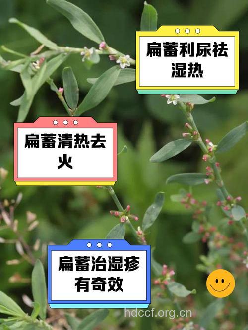 孕妇可以吃萹蓄吗
