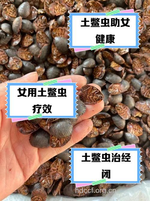 孕妇可以吃土鳖虫吗
