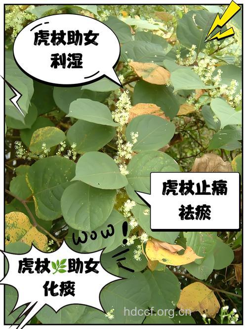 孕妇可以吃虎杖吗