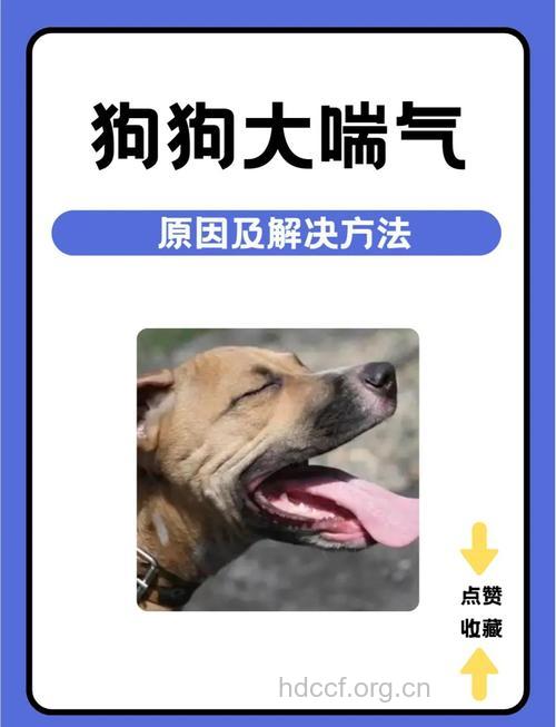 狗毛是小儿哮喘的元凶吗