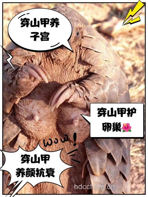 孕妇可以吃穿山甲吗