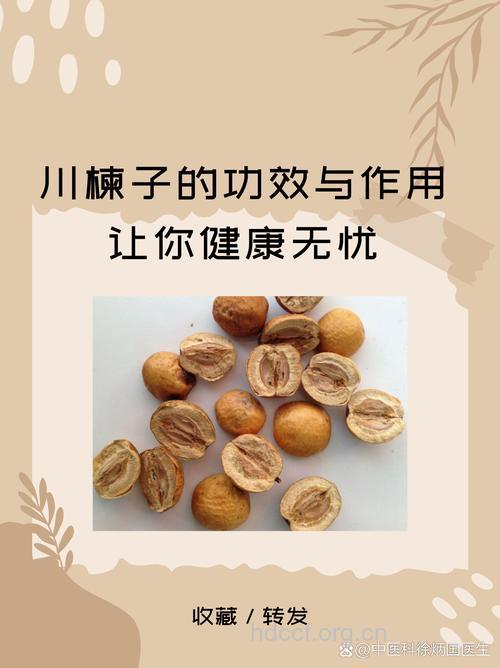 孕妇可以吃川楝子吗