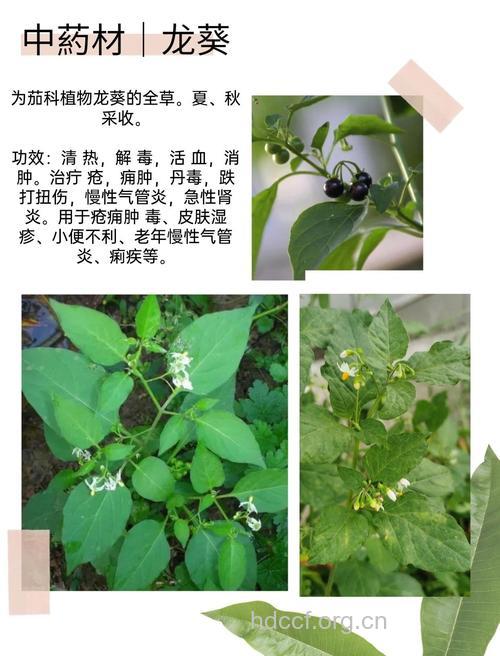 孕妇可以吃龙葵吗